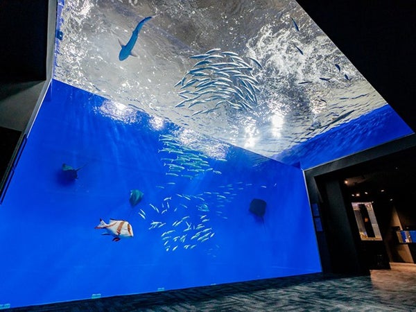 ■かつてない海と自然のアドベンチャーミュージアム 足摺海洋館SATOUMI 入館券付 【往復高知空港利用】 四国周遊ホテルチョイスプラン! 四国スーパーチョイス 2泊3日1